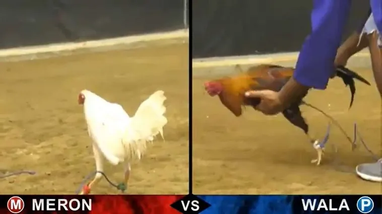 Bật Mí Cách Chơi Đá Gà Sabong Tại S666 Thắng Lớn Như Lão Làng 2 Bật Mí Cách Chơi Đá Gà Sabong Tại S666 Thắng Lớn Như Lão Làng